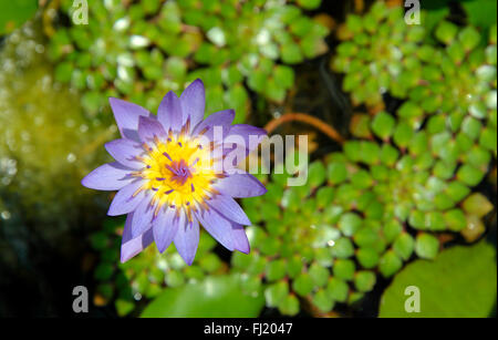 Violet et jaune tropical eau lilly en fleur, genre nymphaea. Banque D'Images