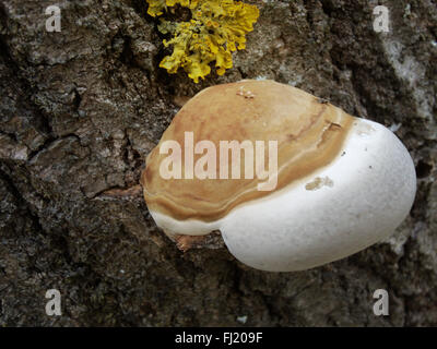 Champignons et lichens des arbres Banque D'Images