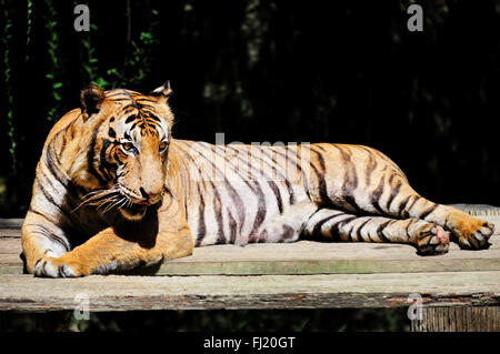 Tigre de Malaisie Panthera tigris jacksoni - Banque D'Images