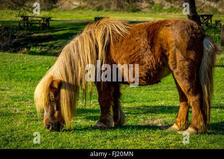 Brown poney Shetland pâturage dans le Parc Régional Valle del Treja, dans la province de Viterbo, Italie Banque D'Images