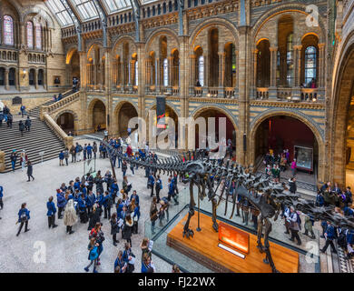 Hintze Hall avec 'Dtiko' le diplodocus, un squelette fossile exprimés, Natural History Museum, South Kensington, London, England, UK Banque D'Images