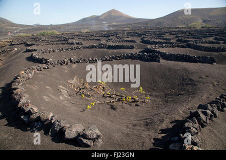 Vignes de La Geria sur les cendres volcaniques éruptions de 1730, Lanzarote, Canary Islands, Spain, Europe Banque D'Images