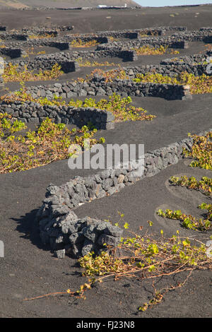 Vignes de La Geria sur les cendres volcaniques éruptions de 1730, Lanzarote, Canary Islands, Spain, Europe Banque D'Images