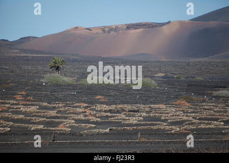 Vignes de La Geria sur les cendres volcaniques éruptions de 1730, Lanzarote, Canary Islands, Spain, Europe Banque D'Images