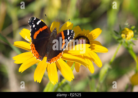 Beau papillon Vulcain (Vanessa atalanta) sur beau Black-Eyed Susan (Rudbekia hirta). Banque D'Images