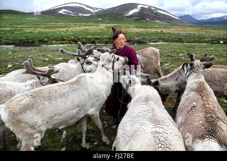 Femme avec rennes, , gens , Dukha Tsaatan éleveurs de rennes nomades de la Mongolie , Banque D'Images