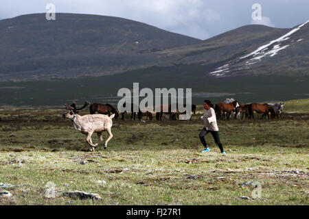 Woman running après rennes, , gens , Dukha Tsaatan éleveurs de rennes nomades de la Mongolie , Banque D'Images