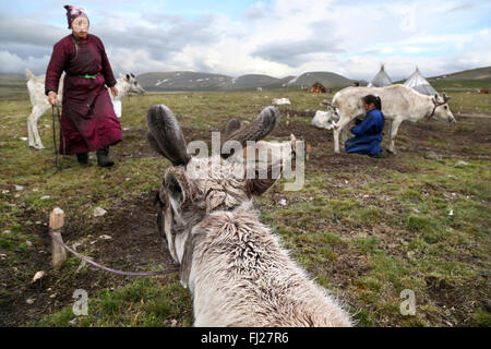 Femme rennes, traire , personnes , Dukha Tsaatan éleveurs de rennes nomades de la Mongolie , Banque D'Images