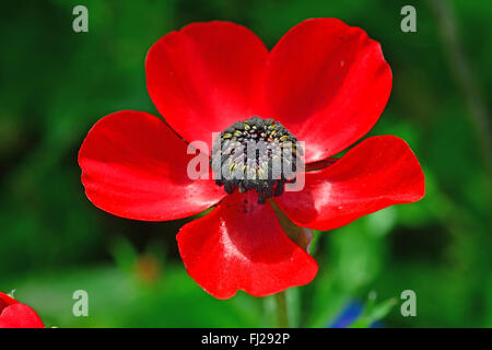 Buttercup fleur sauvage Banque D'Images