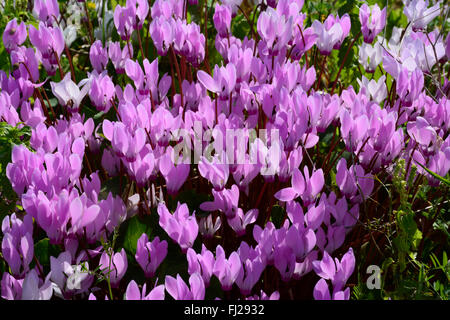 Tapis de Fleurs de Cyclamen Banque D'Images