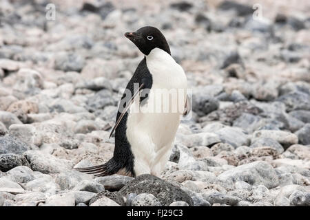 Manchot Adélie (Pygoscelis adeliae) adulte seul debout sur des cailloux en colonie de reproduction, l'Antarctique, l'île Paulet Banque D'Images