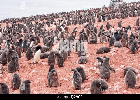 Manchot Adélie (Pygoscelis adeliae) montrant de nombreux adultes et les poussins à rookery avec vitraux du krill antarctique, au sol Banque D'Images