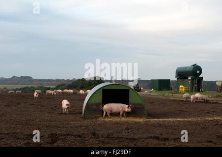 Élevage de porcs en plein air, Sutton Heath, Suffolk, UK. Banque D'Images