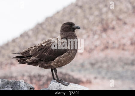 Brown labbe antarctique (Stercorarius skua ou antarcticus) adulte debout sur boulder en colonie de reproduction, l'Antarctique Banque D'Images