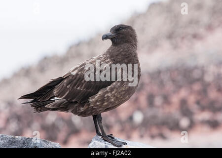 Brown labbe antarctique (Stercorarius skua ou antarcticus) adulte debout sur boulder en colonie de reproduction, l'Antarctique Banque D'Images