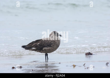 Brown labbe antarctique (Stercorarius skua ou antarcticus) hot standing on beach in Bermuda Banque D'Images