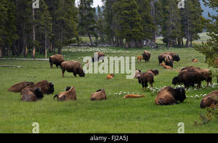 Un troupeau de bisons profitez bon pâturage au printemps le long de la rivière Nez Percé - Parc national de Yellowstone, Wyoming Banque D'Images