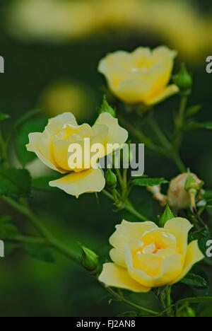 Rosier arbustif, fleur soleil Tapis Tapis de Fleurs, jaune, Banque D'Images