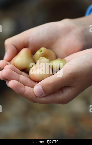 Holding Syzgium samarangense ou connu sous le nom de Wax Jambu dans la main Banque D'Images