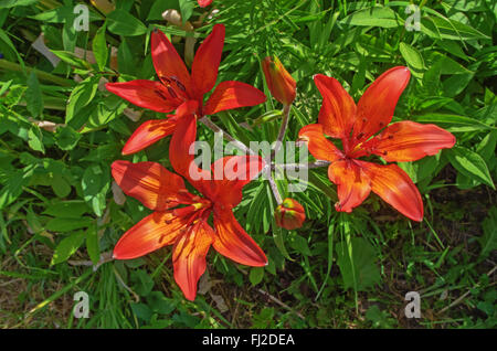 Orange fleurs d'un lis dans un jardin. Banque D'Images