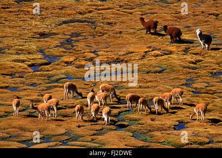 Un troupeau d'Alpaga & VICUNYA sauvages brouter sur les bofedales (prairies marécageuses) du parc national de Lauca, CHILI Banque D'Images