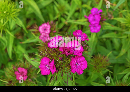 Oeillet rose foncé fleurs. Banque D'Images
