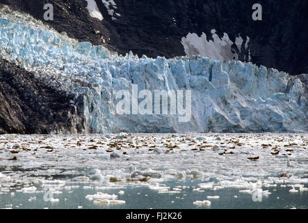 Le phoque commun (Phoca vitulina) premier plan le glacier - JOHN HOPKINS GILMAN, D'ENTRÉE DE PARC NATIONAL DE Glacier Bay, Alaska Banque D'Images