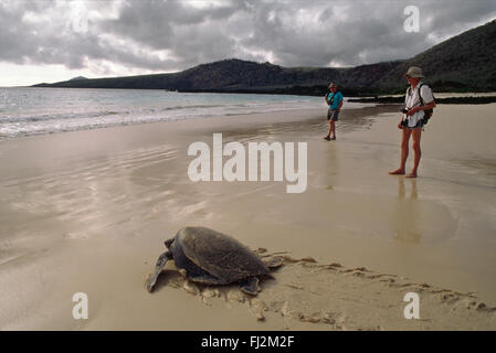 Regardez comme les touristes DU PACIFIQUE cette tortue verte (Chelonia mydas) retourne à la mer après la nidification - ÎLE FLOREANA, GALAPAGOS ISLA Banque D'Images