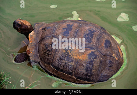 Tortue géante (Geochelone elephantopus) sur ALCEDO - ISLA ISABELLA, îles Galapagos, Equateur Banque D'Images