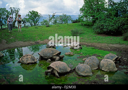 La tortue géante (Geochelone elephantopus) Voyages à l'intérieur des terres pour l'eau douce - Îles Galapagos, Equateur Banque D'Images