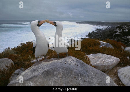 Fou masqué (Sula dactylatra) Oiseaux becs en cliquant dans un rituel de cour - Îles Galapagos, Equateur Banque D'Images