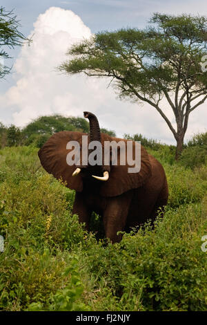 Un taureau ELEPHANT (Loxodonta africana) fait une simulation de charge - Parc national de Tarangire, Tanzanie Banque D'Images