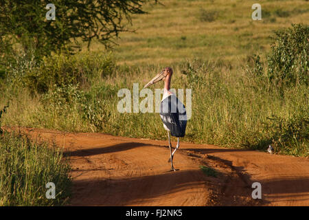 Un MARABOU STORK (crumeniferus Flamant rose (Phoenicopterus ruber) marcher le long de la route - Parc national de Tarangire, Tanzanie Banque D'Images