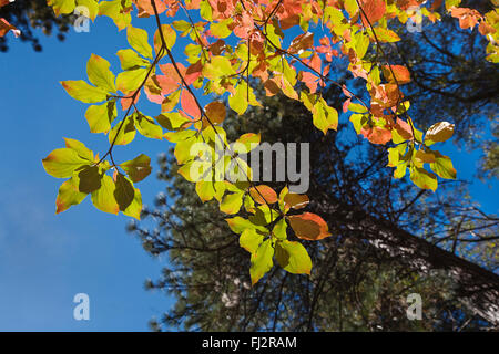 Un arbre cornouiller rouge à l'automne sur le sol de la vallée de Yosemite, Yosemite National Park, Californie Banque D'Images