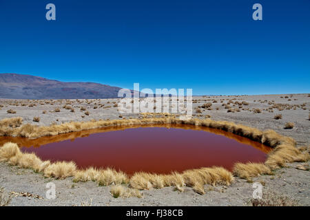 Ojos del Campo, Salar de Antofalla, Argentine Banque D'Images