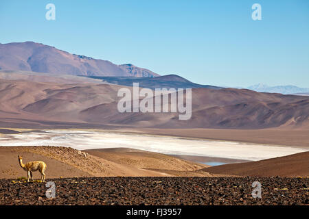 Vigogne au Salar de Cauchari, Argentine Banque D'Images