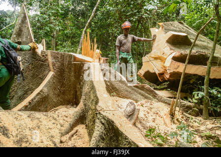L'exploitation forestière durable, Cameroun, Afrique Banque D'Images