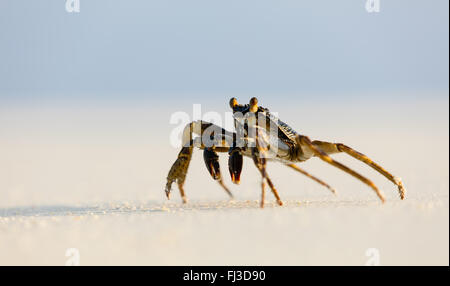 Macro photo de crabe sur la plage Banque D'Images