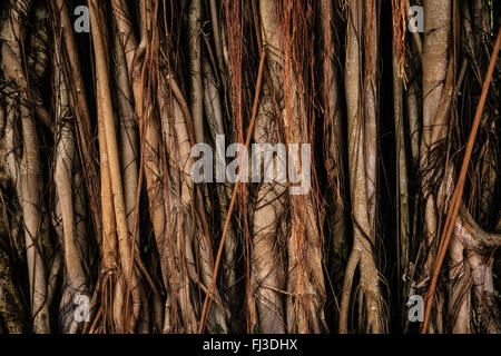 La texture des pourritures dans haute forêt tropicale Banque D'Images