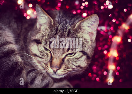 Chaton avec Noël Noël décoration lumière rouge Banque D'Images