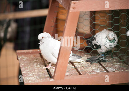 Deux pigeons blancs assis en volière à poulets ornementales show à Varsovie, Pologne, 14 février 2016, la volaille d'élevage Banque D'Images