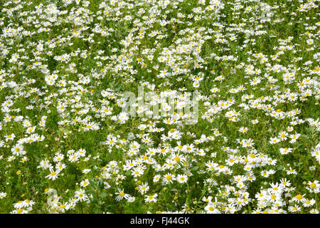 Fleurs fantastiques de "machair" les Hébrides sur la RSPB Balranald estate, North Uist, Hébrides extérieures, en Écosse Banque D'Images