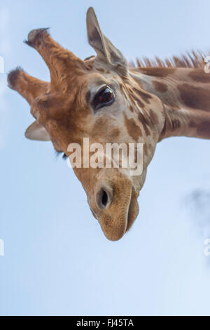 Girafe, regardant vers le bas Banque D'Images