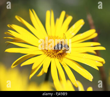 Marguerite jaune et d'une abeille sur elle Banque D'Images