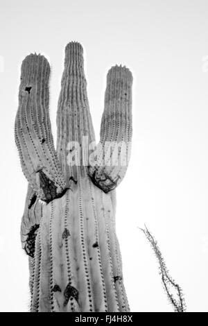 Saguaro majestueux Banque D'Images