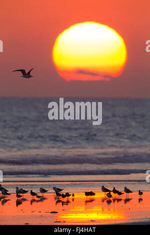 Coucher du soleil à Taqah Beach , Plage des mouettes avec appui sur la rive, Taqah, Dhofar, Oman Banque D'Images