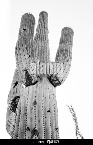 Saguaro majestueux Banque D'Images