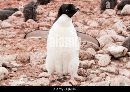 Manchot Adélie (Pygoscelis adeliae) adulte seul debout sur des cailloux en colonie de reproduction, l'Antarctique, l'île Paulet Banque D'Images