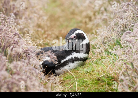 Manchot de Magellan (Spheniscus magellanicus) lying on grass adultes près de colonie de reproduction, Îles Falkland Banque D'Images