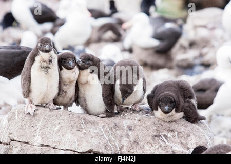 Le sud Rockhopper Penguin (Eudyptes chrysocome) Groupe de poussins en creche en colonie de reproduction, Îles Falkland Banque D'Images